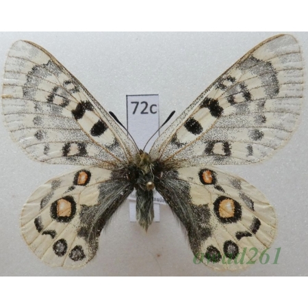 Parnassius széchenyii subsp. ragaraja Shinkai, 1995 China72c
